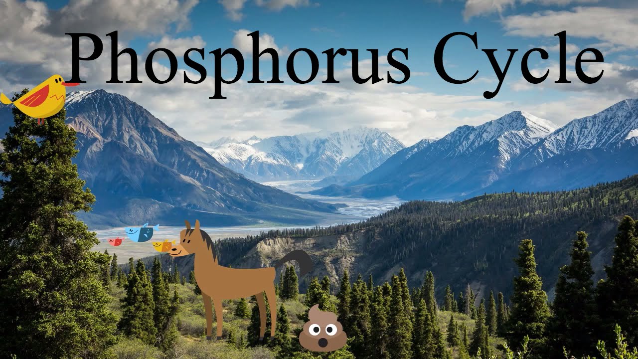 Phosphorus Cycle Explanation- A biogeochemical cycle