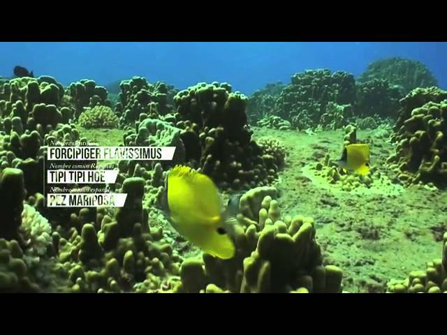 La Isla de Pascua ( Chile ) - Ecosistema marino