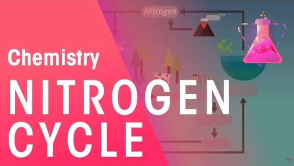 The Nitrogen Cycle | Chemistry for All | FuseSchool