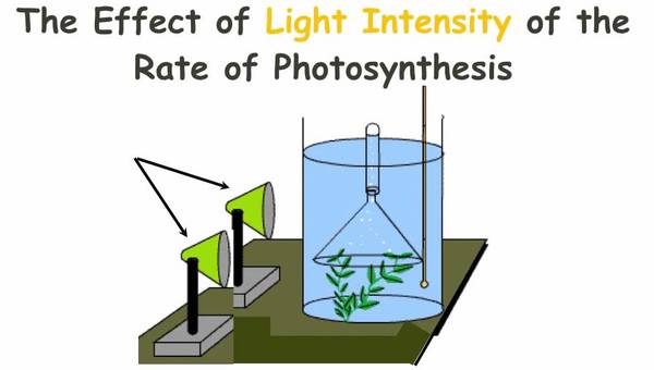 IGCSE 2.10. Rate limiting factors in photosynthesis.  Ms Cooper