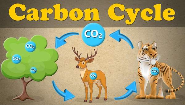 The Carbon Cycle | #aumsum