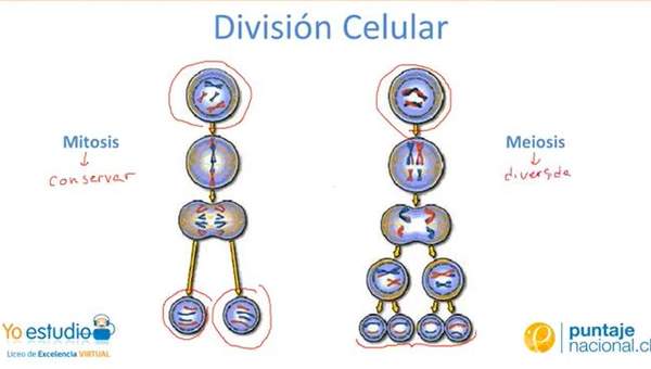 La meiosis y la mitosis