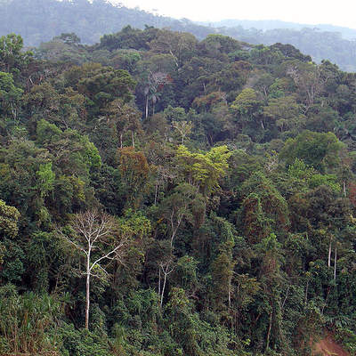 Fotografía de la Selva Amazónica