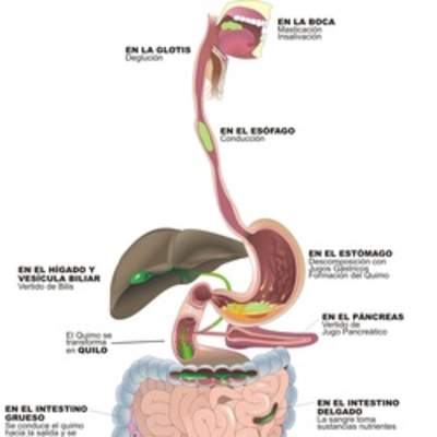 Función organos digestivo