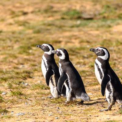 pingüinos - https://pixabay.com/
