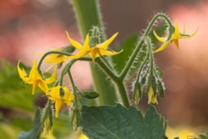 Planta tomate en flor