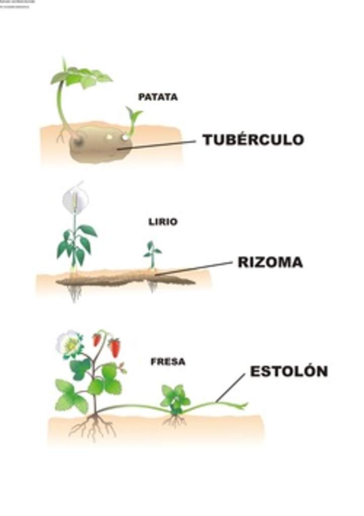 Reproducción asexual en plantas
