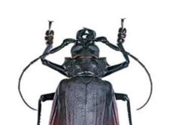 Insecto weta
