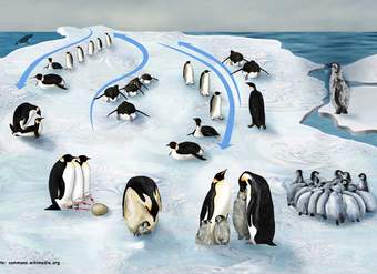 Ciclo de vida de un pingüino