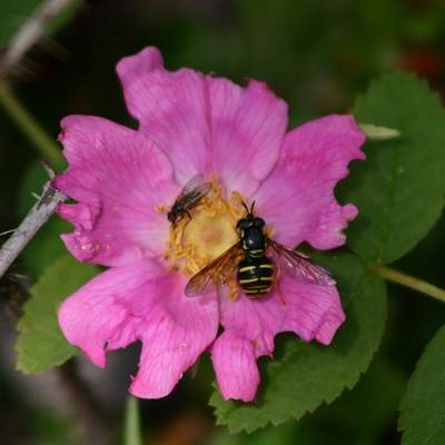 Competencia interespecífica entre abeja y mosca en una flor