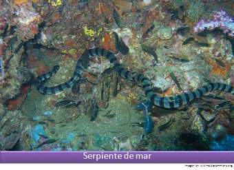 Serpientes de mar