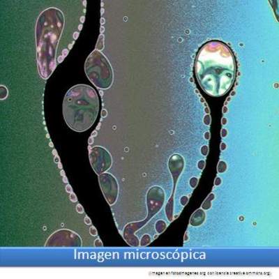 Imagen microscópica 4