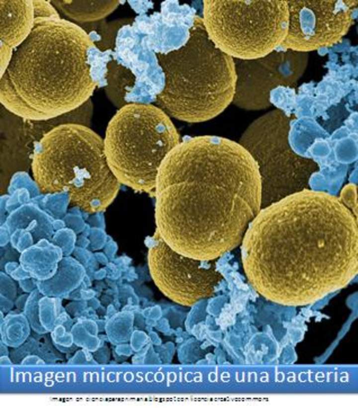 Imagen microscópica de una bacteria