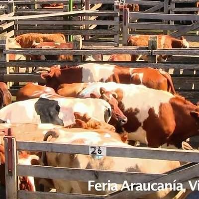 Remate de ganado en La Araucanía
