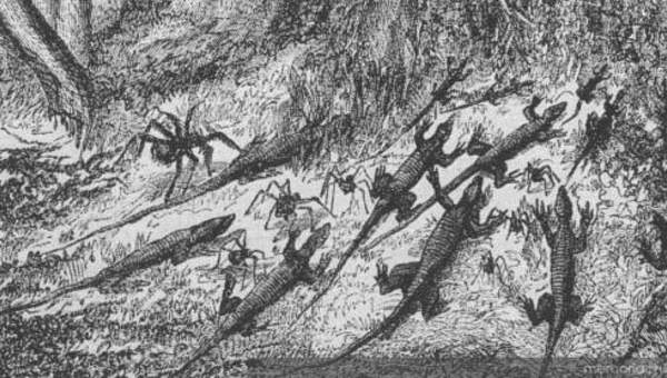 Dibujo de insectos: Invasión de hormigas en la selva brasileña