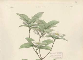 Dibujo de planta Eucryphia pinnatifolia