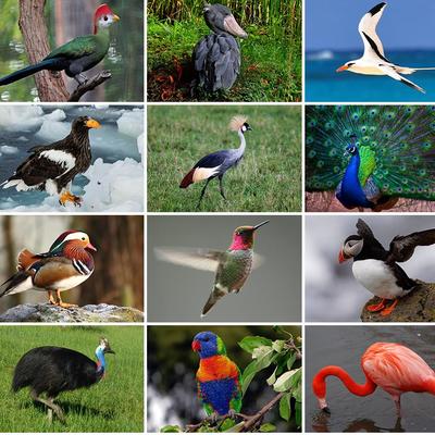 Pájaros de diferentes especies