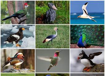 Pájaros de diferentes especies