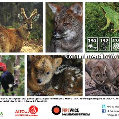 Postales vertebrados de los bosques templados de Chile