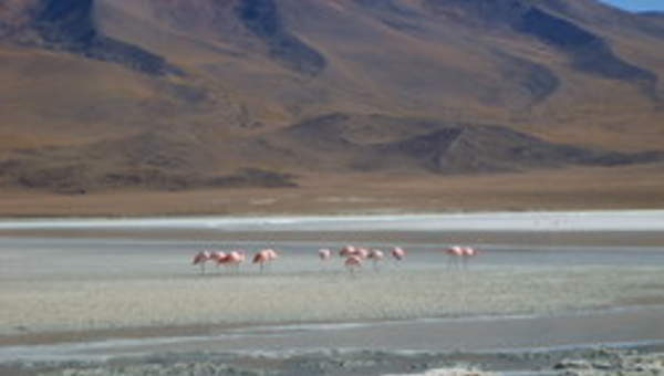 Imagen del altiplano en Chile