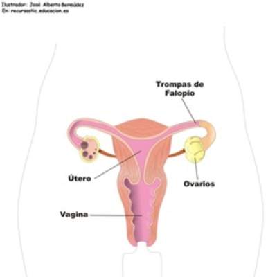 Aparato reproductor femenino frontal