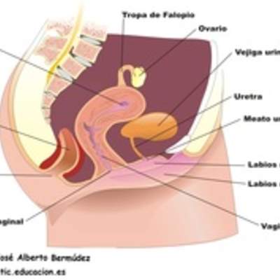 Aparato reproductor femenino lateral