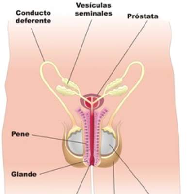 Aparato reproductor masculino frontal