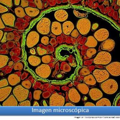 Imagen microscópica 1
