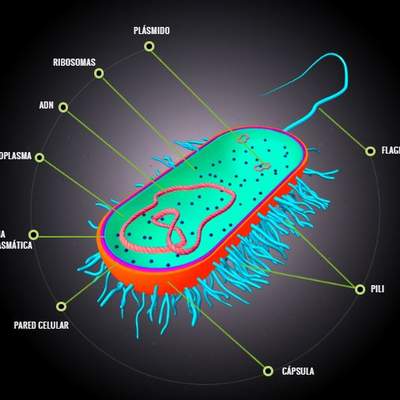 La célula procariota