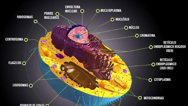 Featured image of post Celula Animal Partes En Ingles / Las partes que tienen la celula animal son: