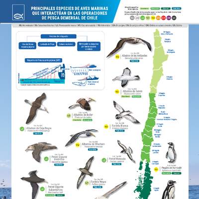 Principales especies de aves marinas que interactúan en las operaciones de pesca demersal de Chile.