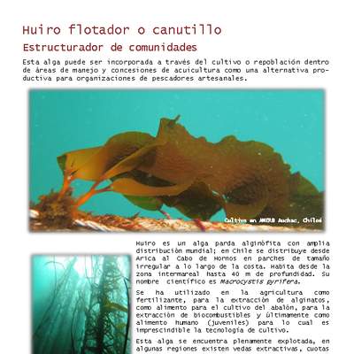 Huiro flotador