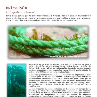 Huiro palo