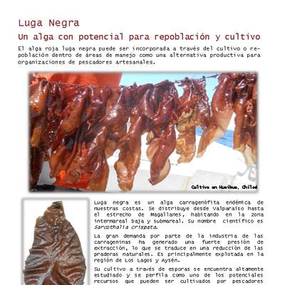 Luga negra