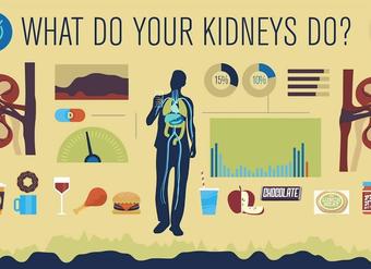 How do your kidneys work? - Emma Bryce