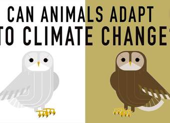 Can wildlife adapt to climate change? - Erin Eastwood