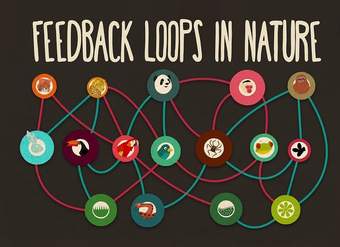 Feedback loops: How nature gets its rhythms - Anje-Margriet Neutel