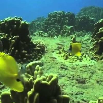 La Isla de Pascua ( Chile ) - Ecosistema marino