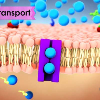 Biology: Cell Transport