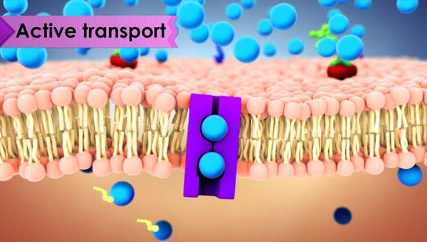 Biology: Cell Transport