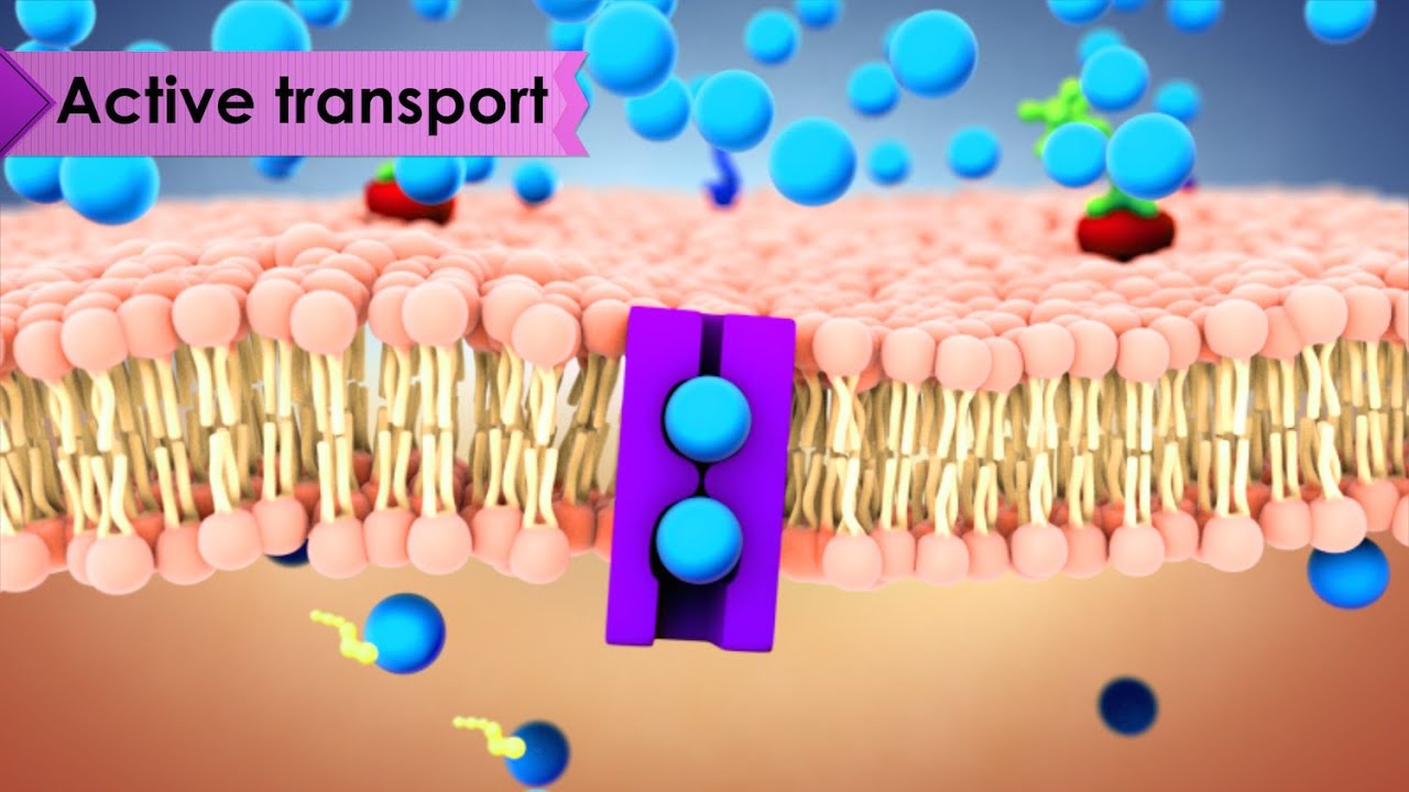 Biology: Cell Transport