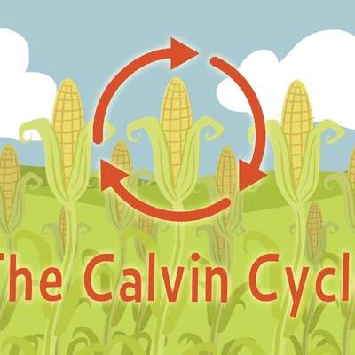 Nature's smallest factory: The Calvin cycle - Cathy Symington