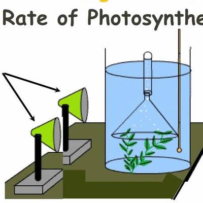 IGCSE 2.10. Rate limiting factors in photosynthesis.  Ms Cooper