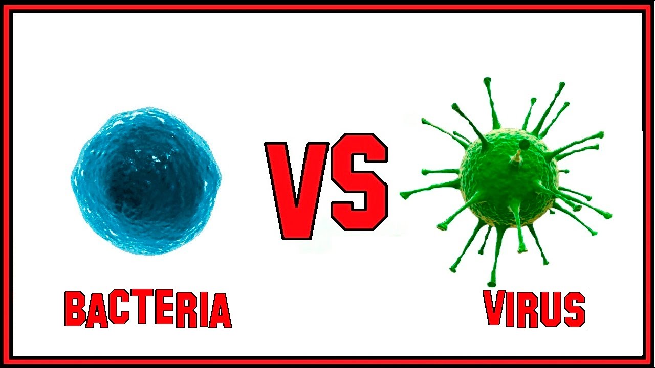 La Diferencia Entre Bacteria y Virus.