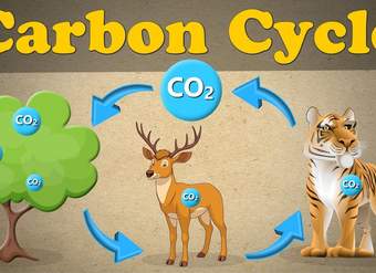 The Carbon Cycle | #aumsum