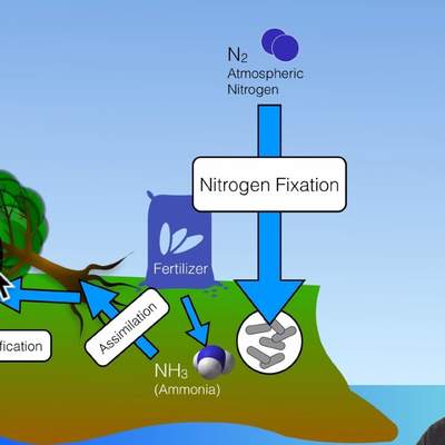 Biogeochemical Cycles