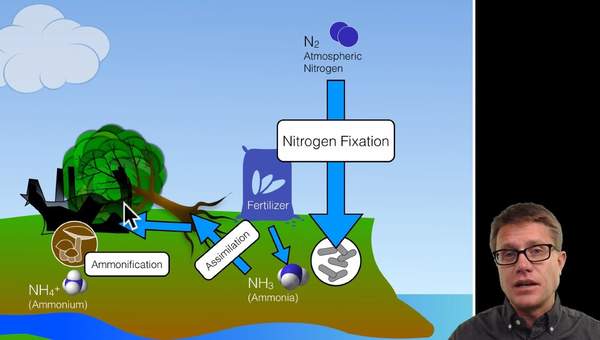 Biogeochemical Cycles