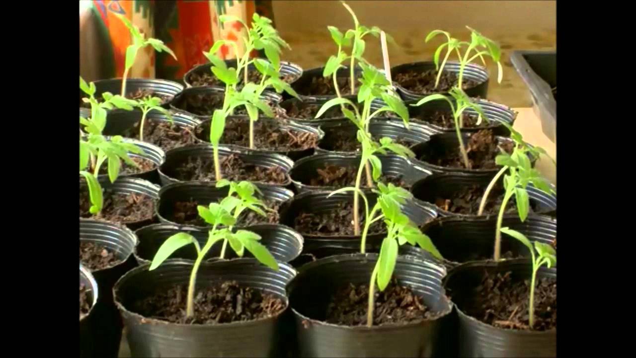 La función de relación de las plantas