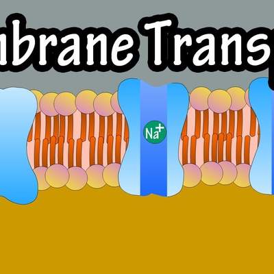 Cell Membrane Transport - Transport Across A Membrane - How Do Things Move Across A Cell Membrane