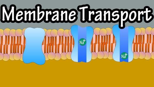 Cell Membrane Transport - Transport Across A Membrane - How Do Things Move Across A Cell Membrane